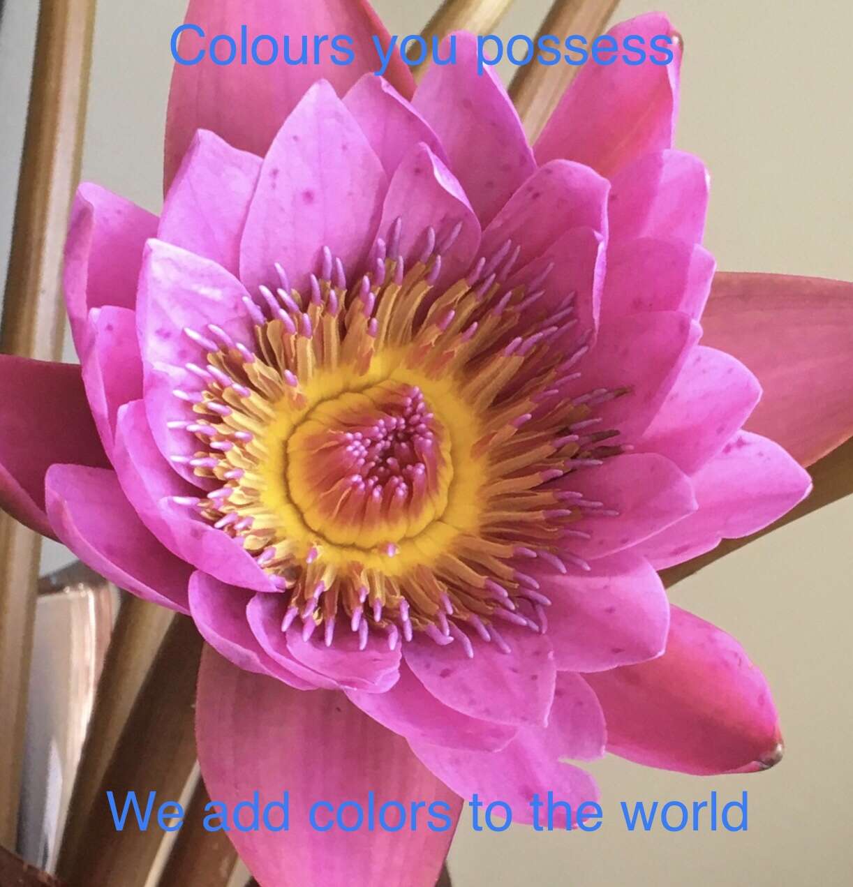 Image of waterlily