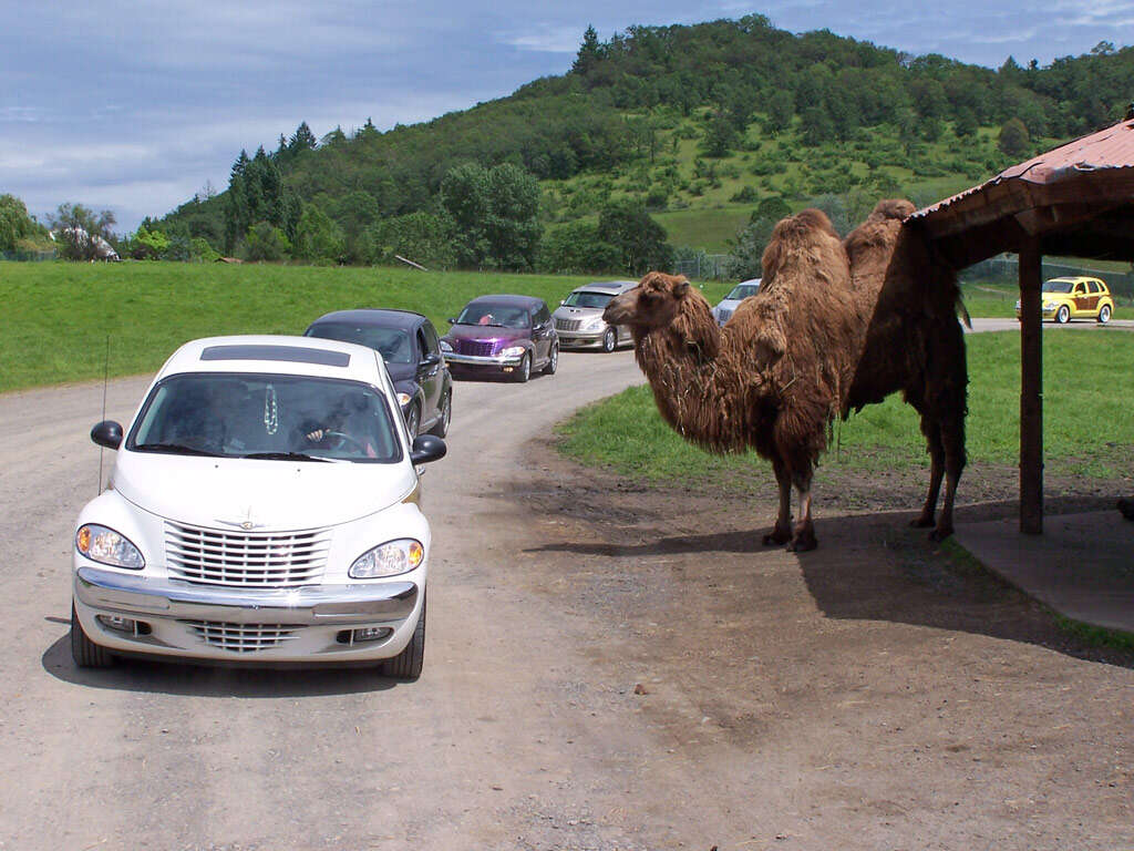 Image of Bactrian camel