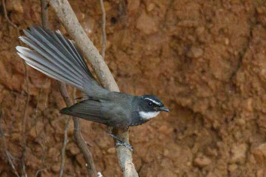 Image of White-spotted Fantail