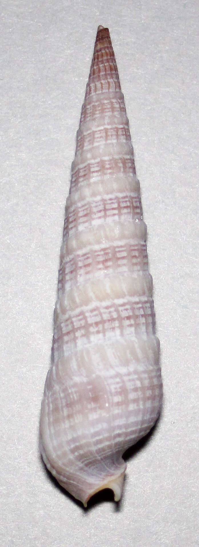 Image of Neoterebra dislocata (Say 1822)