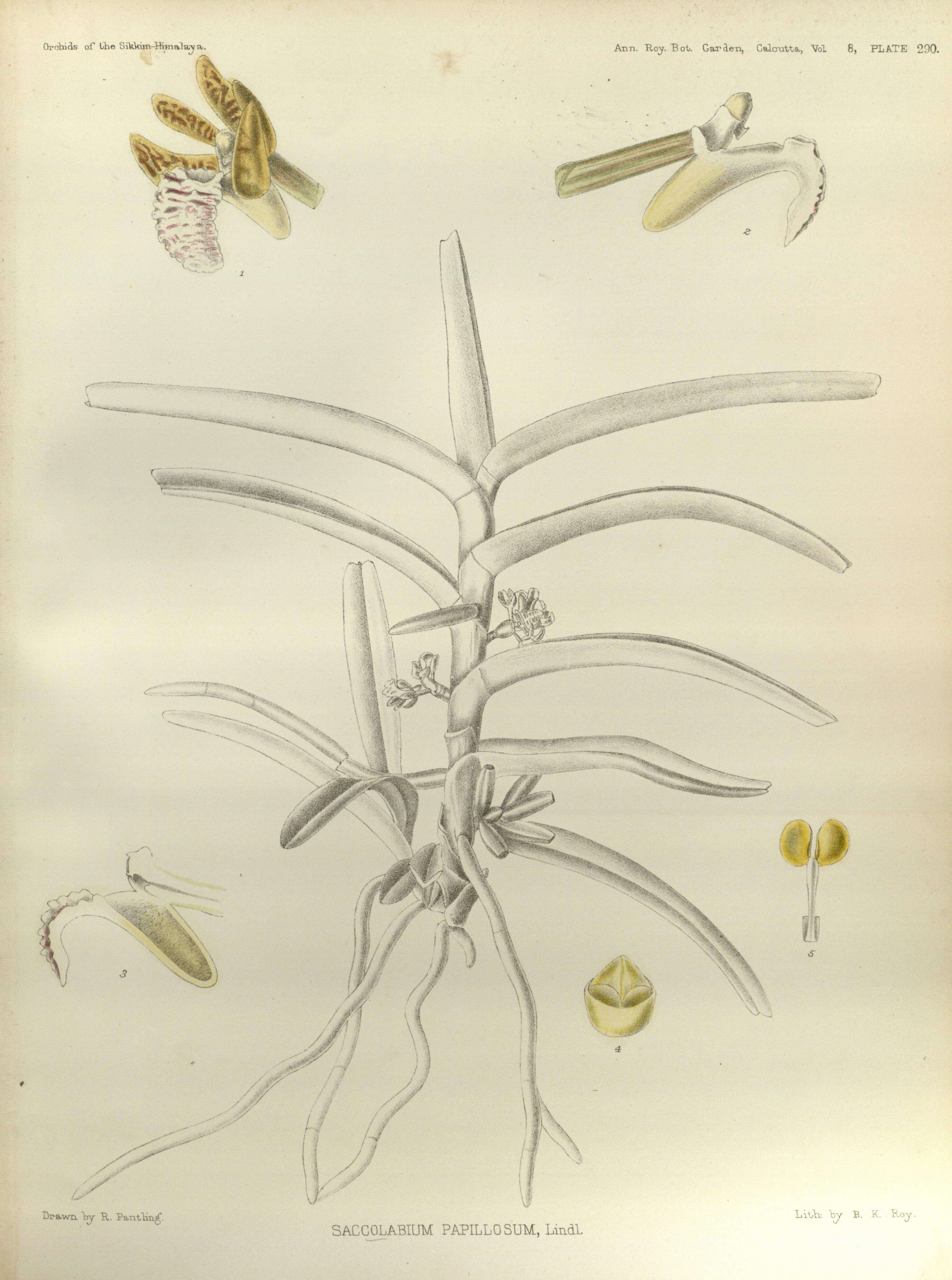 Image of Acampe praemorsa (Roxb.) Blatt. & McCann