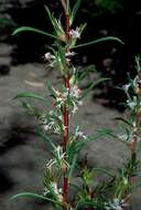 Imagem de Isopogon axillaris R. Br.