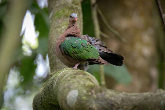 Image of Common Emerald Dove