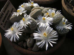 Image of Lithops marmorata (N. E. Br.) N. E. Br.