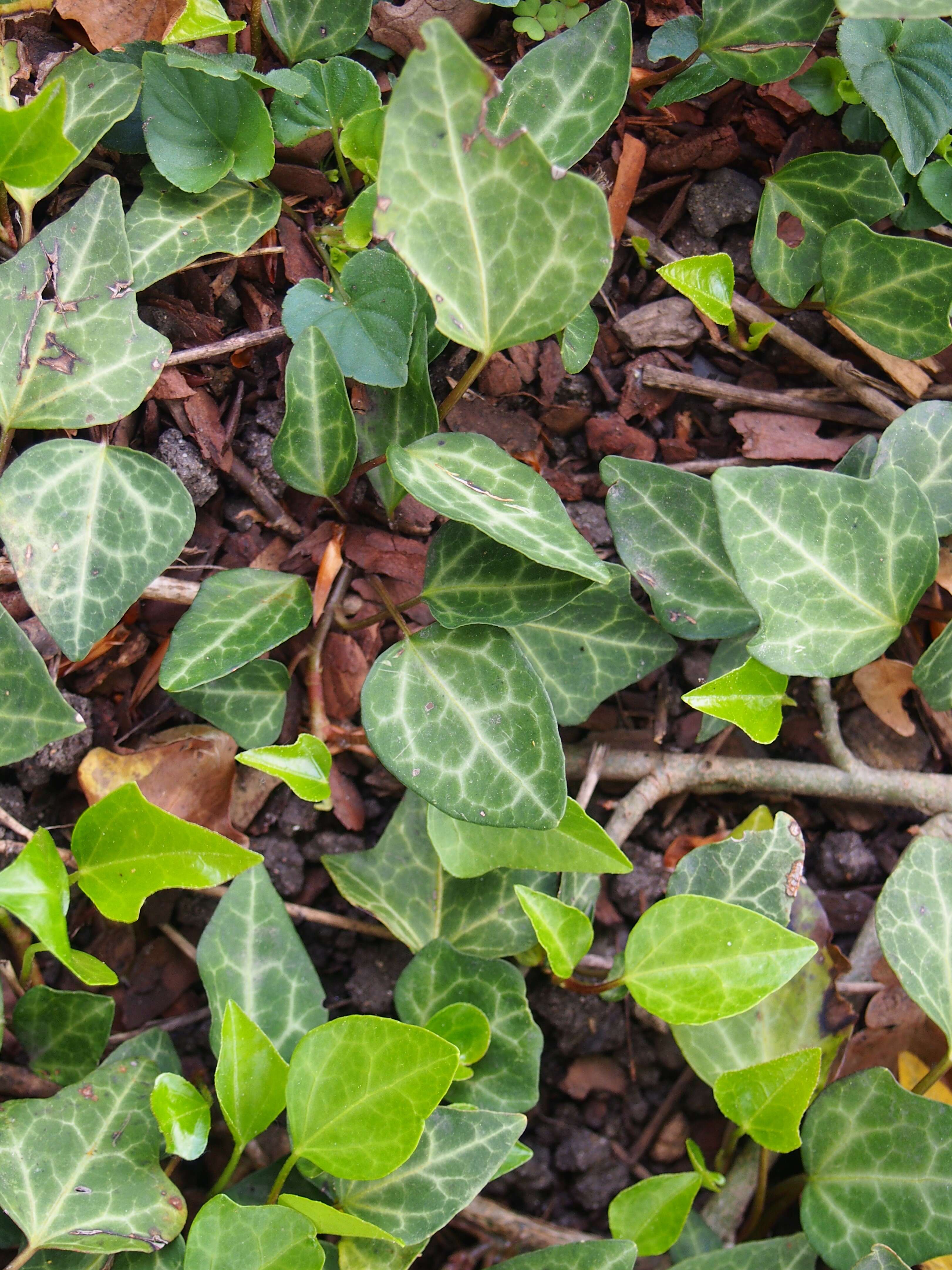 Image de Hedera pastuchovii Woronow