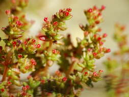 Image of sand pygmyweed