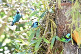 Image of Blue Dacnis