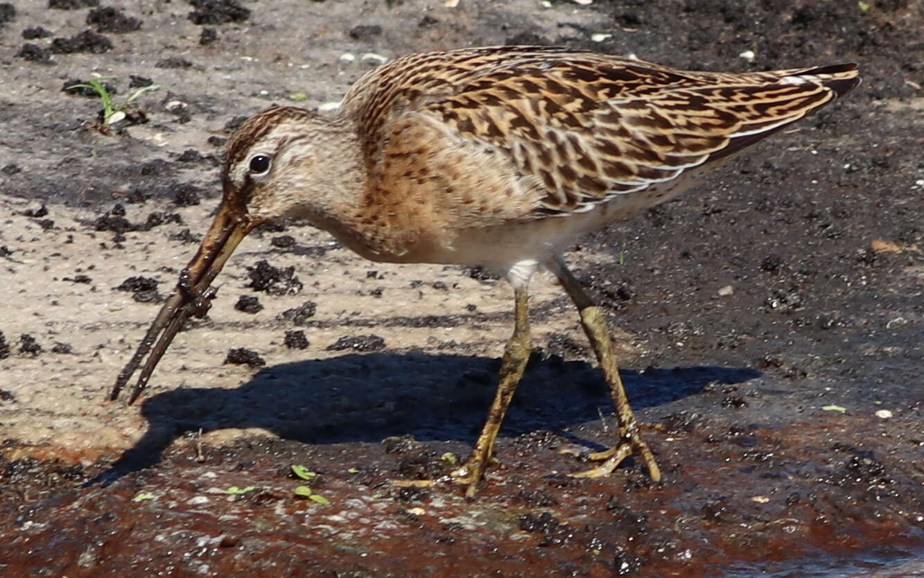 Image of Short-billed Dowitcher