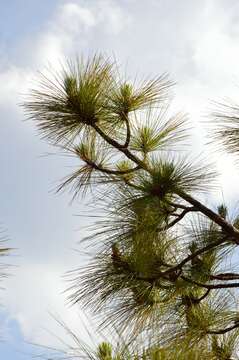 Image of Cheer pine