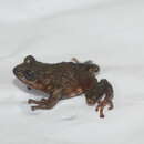 Image of Albania Robber Frog