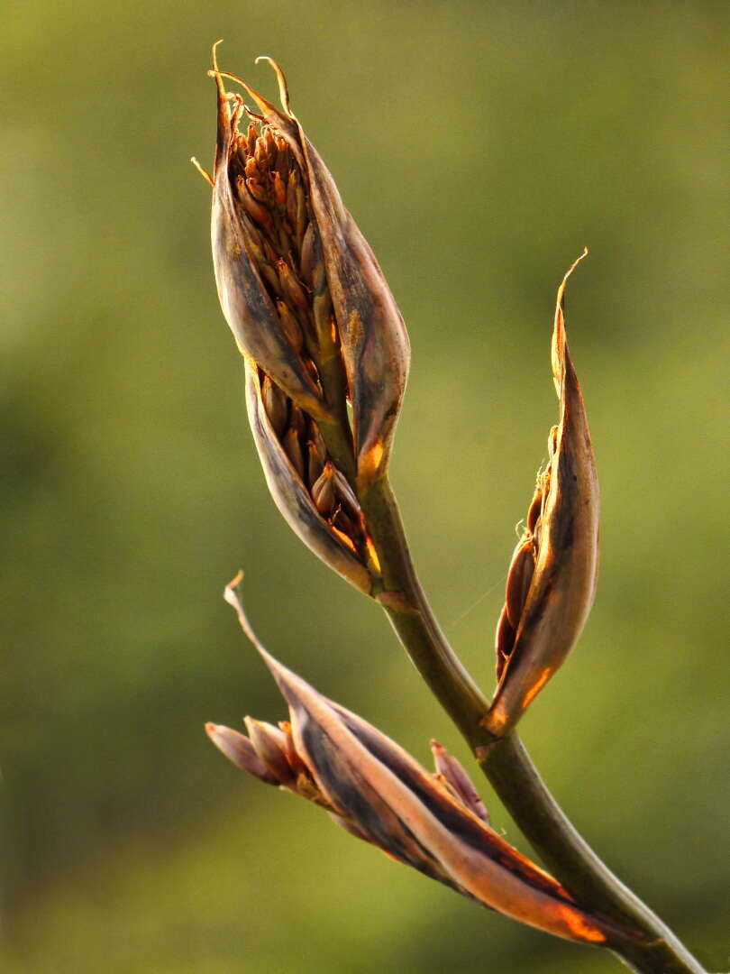 Image of New Zealand flax