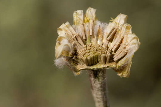 Image of desert marigold