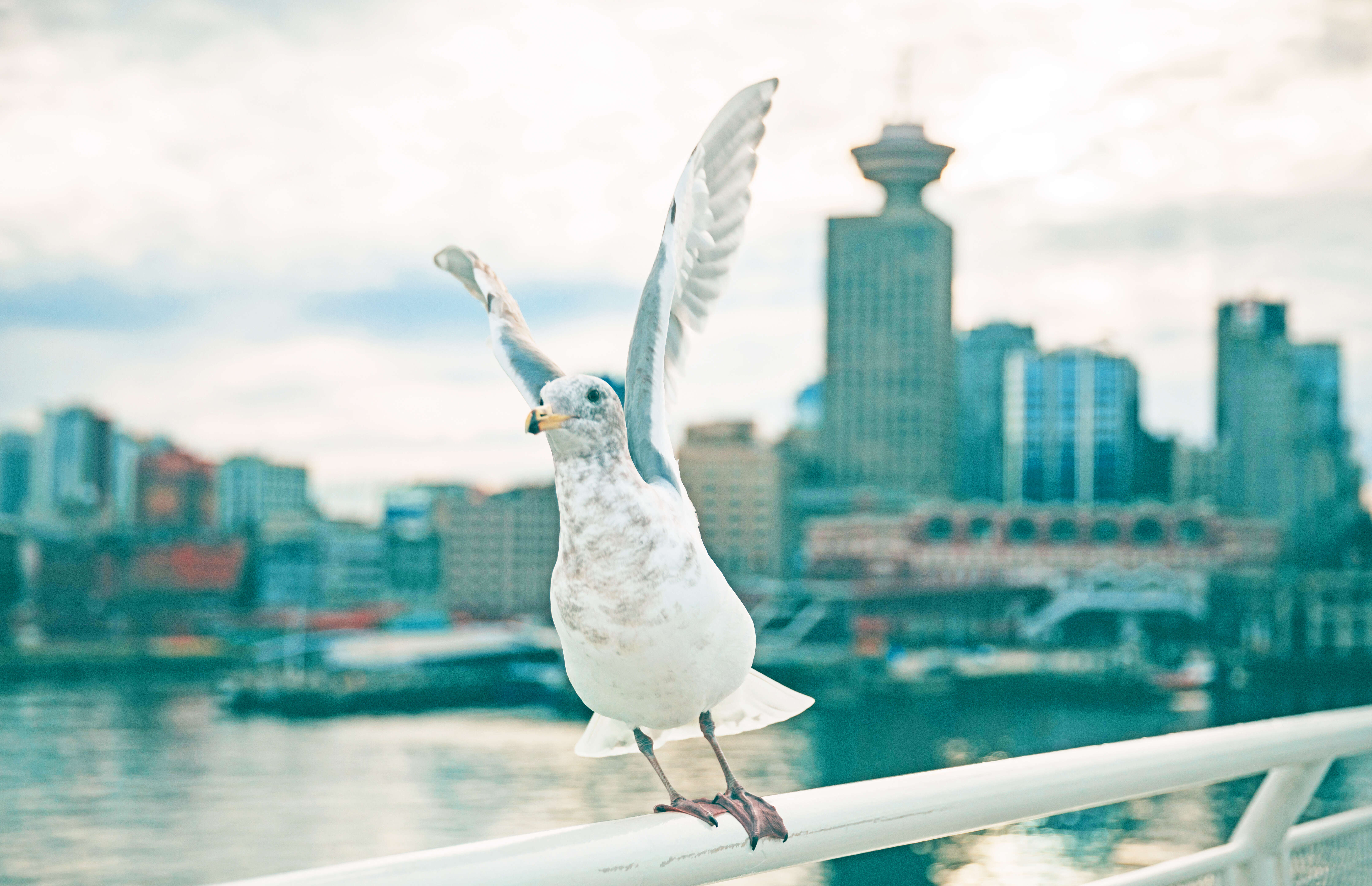 Image of Glaucous-winged Gull