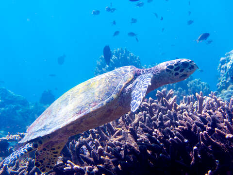 Image of Eretmochelys