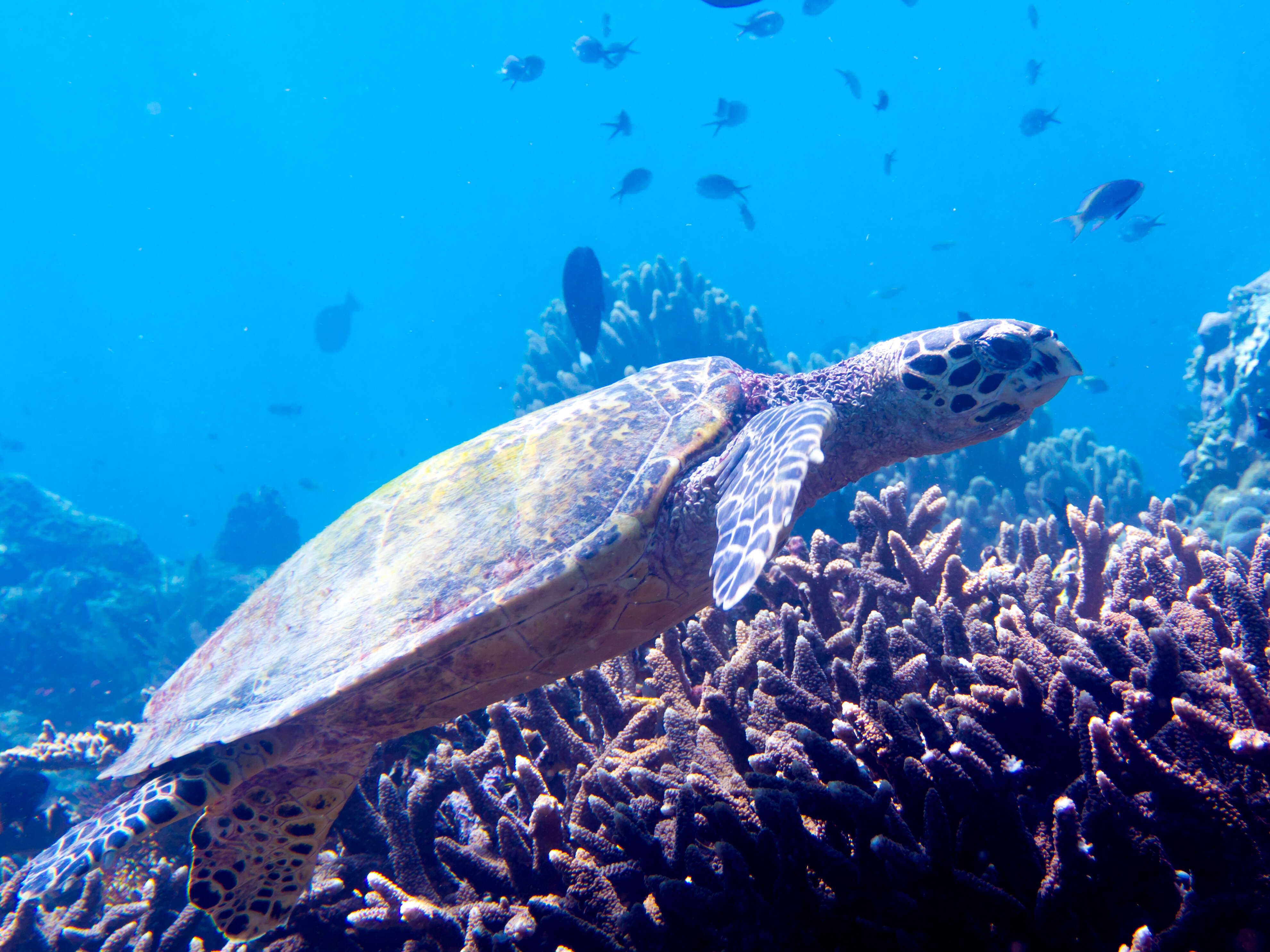 Image of Eretmochelys