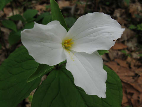 Image of White trillium