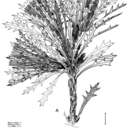 Image of Banksia cynaroides (C. A. Gardner) A. R. Mast & K. R. Thiele