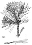 Image of Banksia cynaroides (C. A. Gardner) A. R. Mast & K. R. Thiele