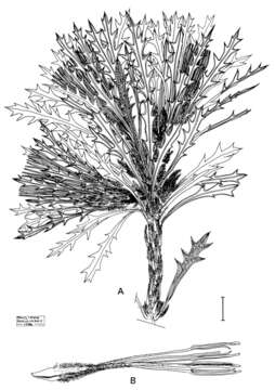 Image of Banksia cynaroides (C. A. Gardner) A. R. Mast & K. R. Thiele