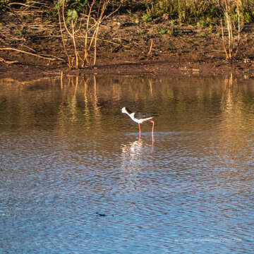 Image of Pied Stilt