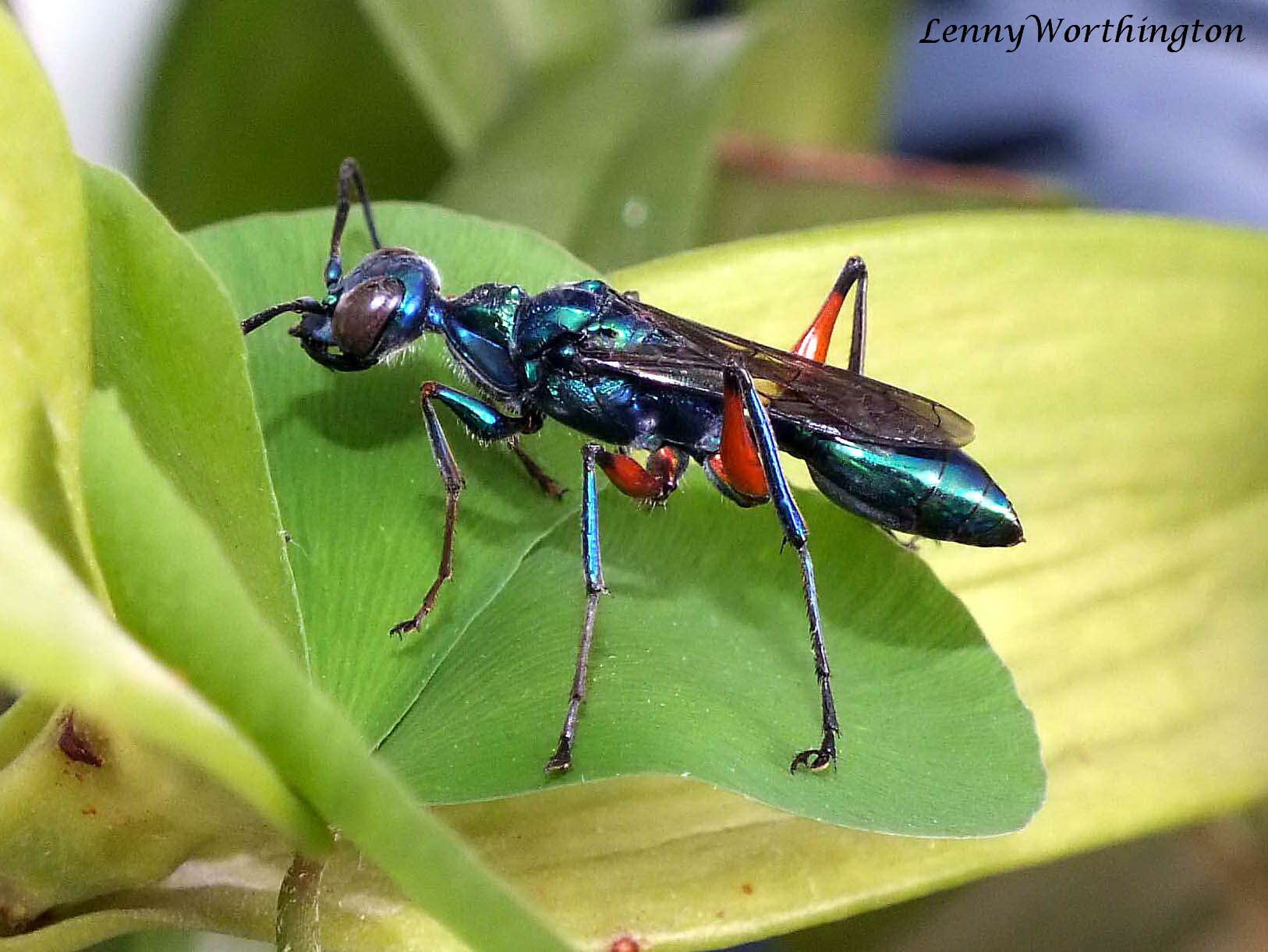 Image of Emerald cockroach wasp