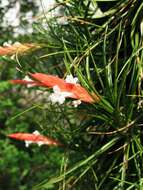 Image of Tillandsia caulescens Brongn. ex Baker