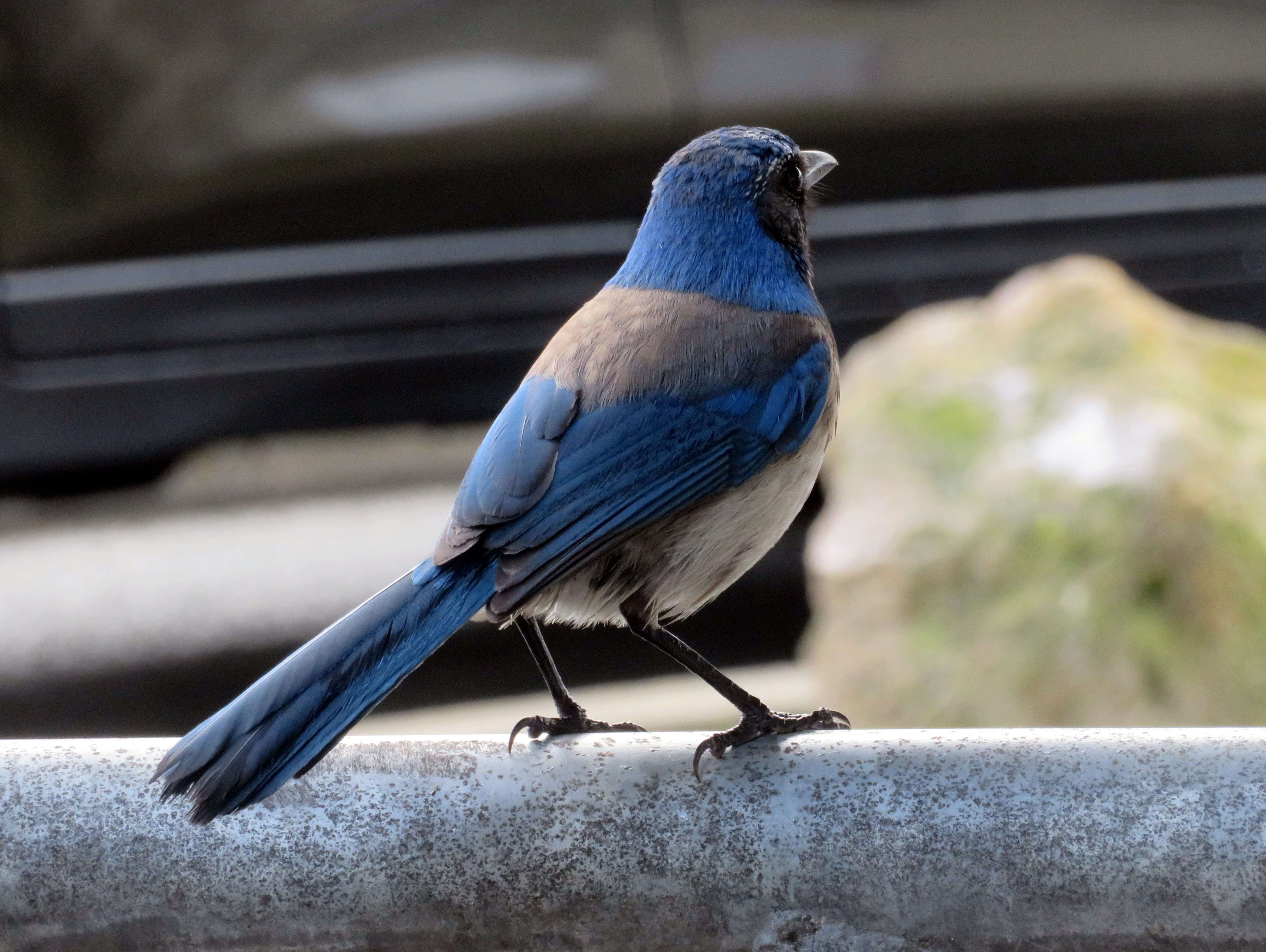 Image of Western Bluebird