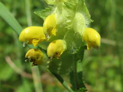 Image of European yellow rattle