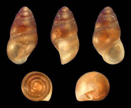 Image of Anabathridae Keen 1971