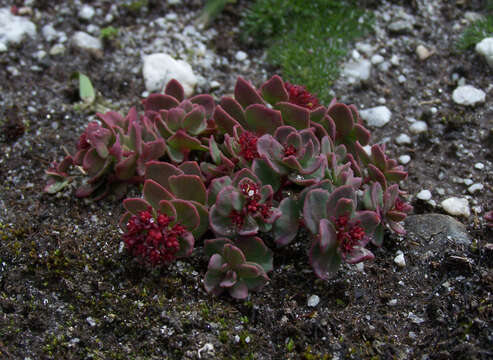 Image of stonecrop