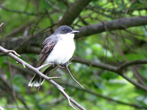 Image of Eastern Kingbird