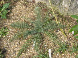 Image of Cynara humilis L.