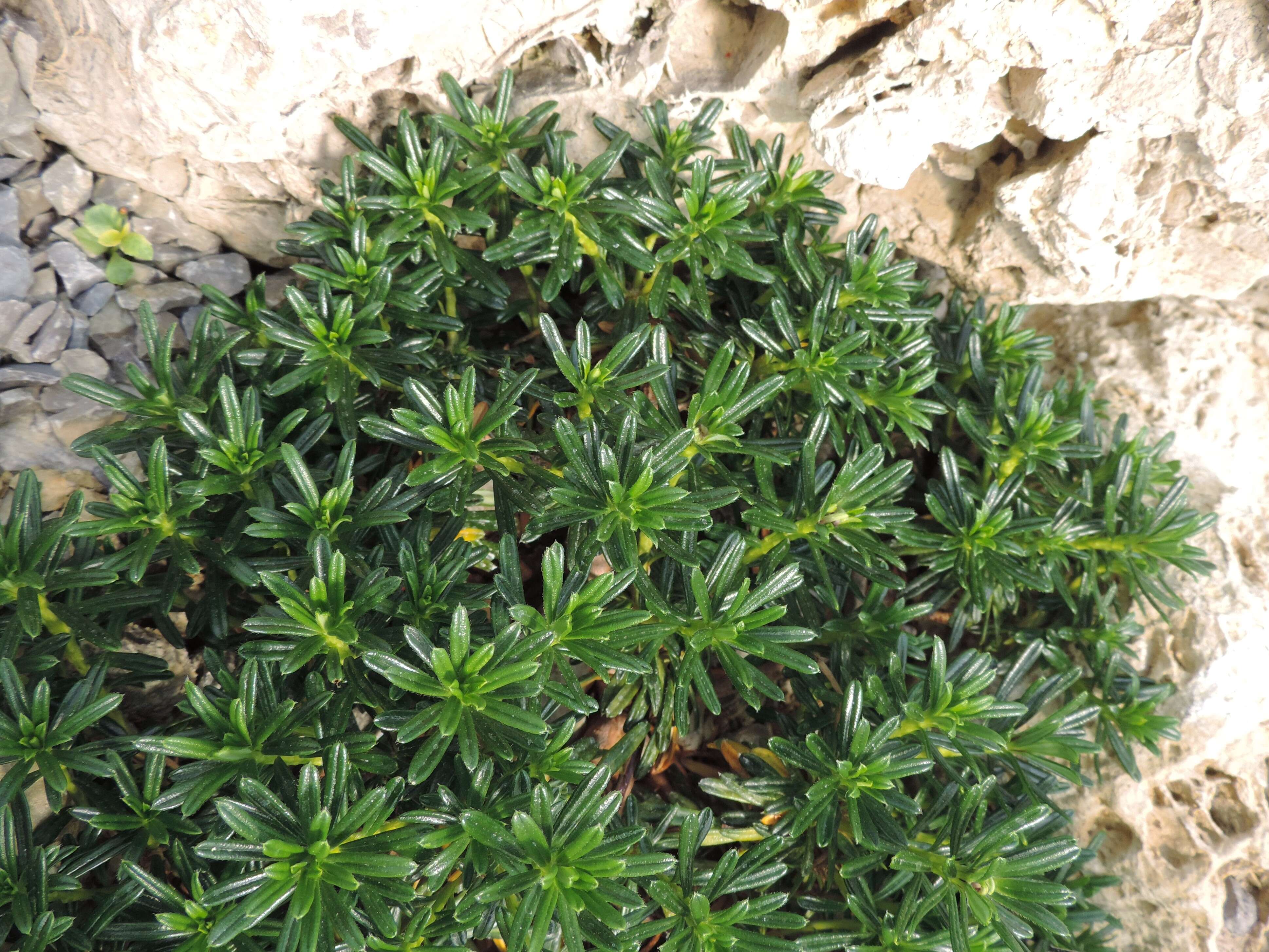 Image of Daphne arbuscula Celak.