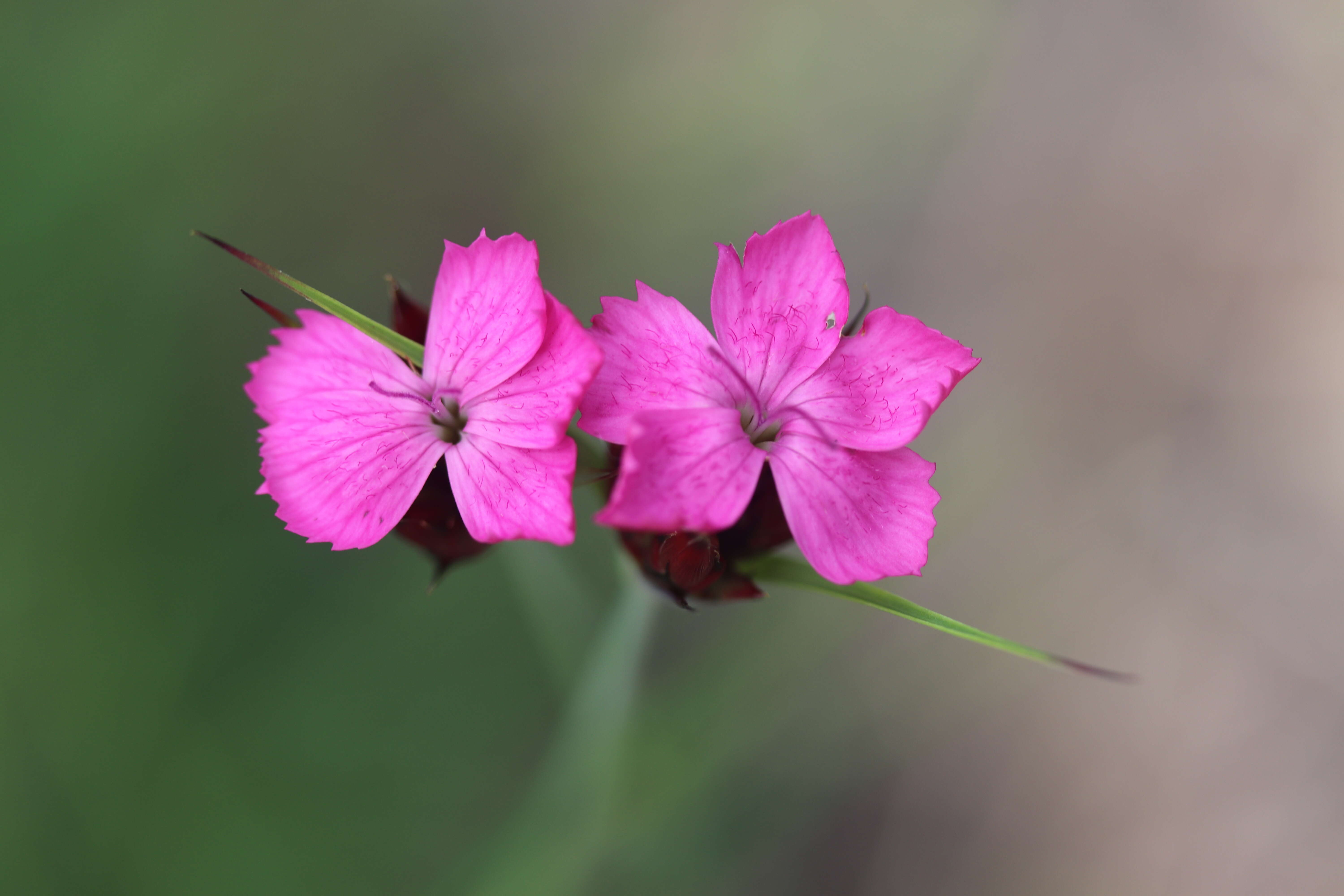 Image of carthusian pink