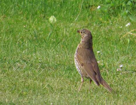 Image of Song Thrush