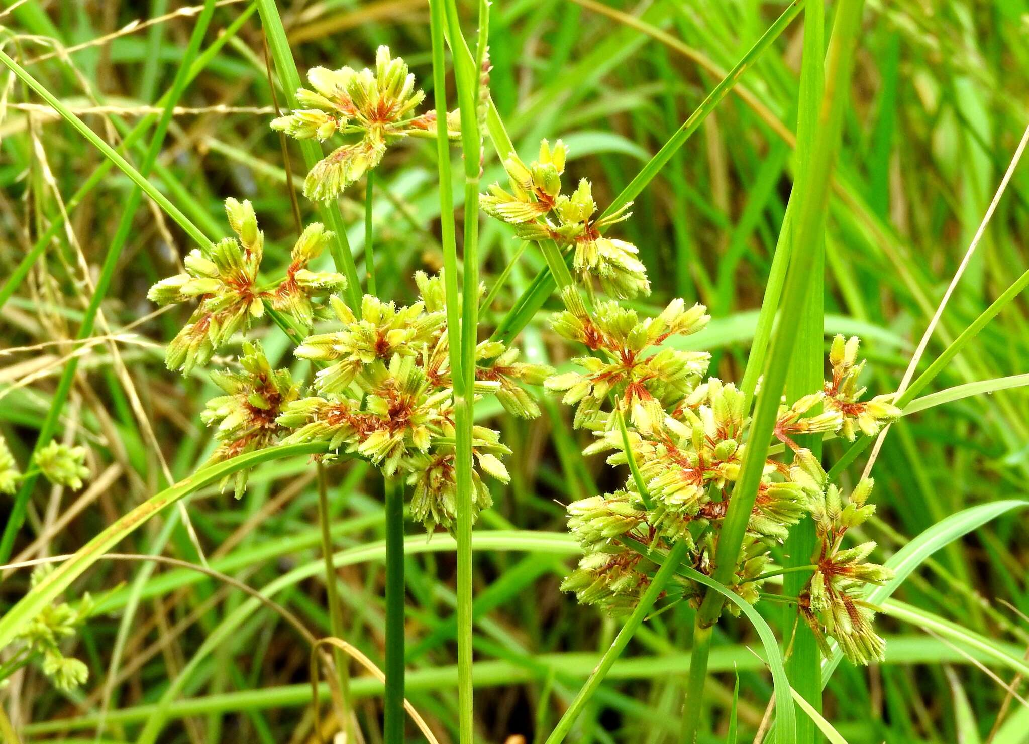 Image of tropical flatsedge