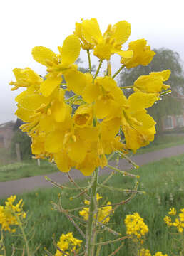 Image of Brassica rapa subsp. oleifera