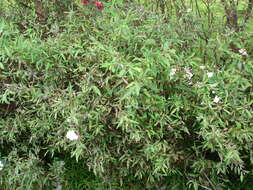 Image de Spiraea cantoniensis Lour.