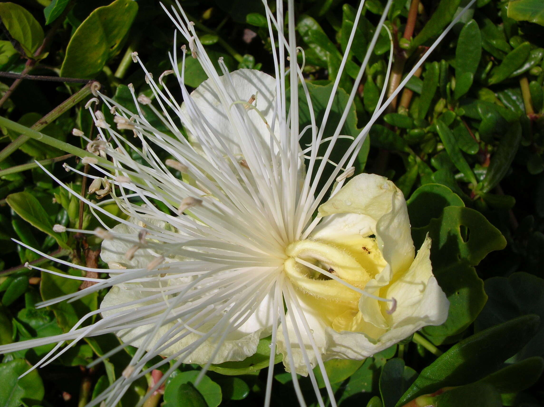 Image de Capparis sandwichiana DC.