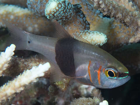 Image of Blackbelted cardinalfish