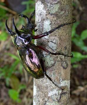 Image of Atlas beetle