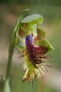 Imagem de Calochilus campestris R. Br.