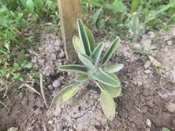 Image of Phlomis chrysophylla Boiss.