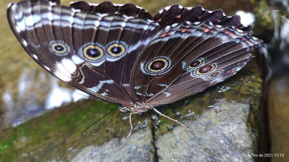 Morpho helenor Cramer 1782的圖片