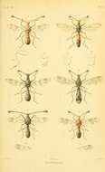 Image of stalk-eyed flies