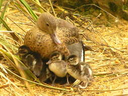 Image of Bernier's Teal