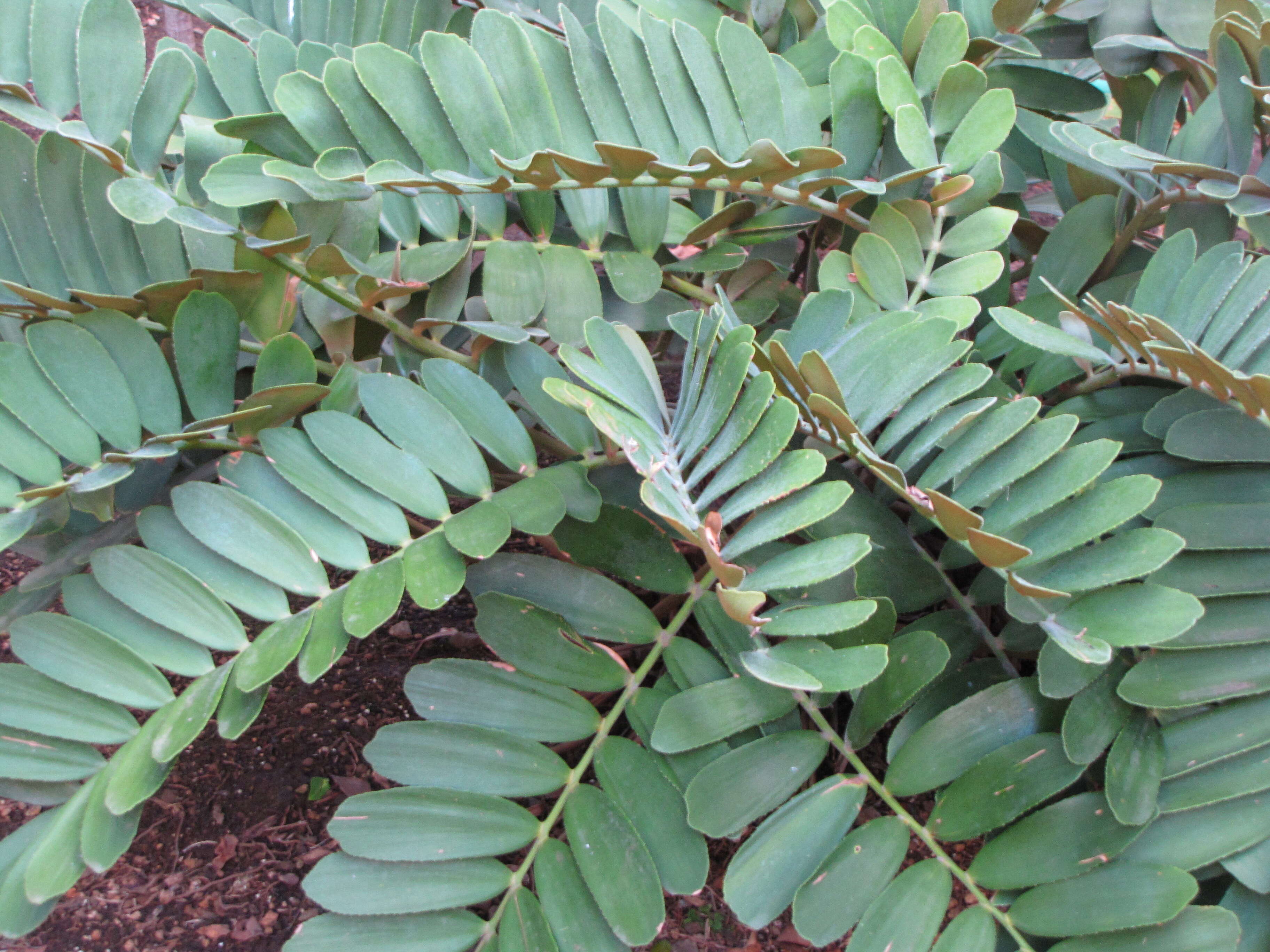 Image of Cardboard Palm