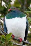 Image of Kererū