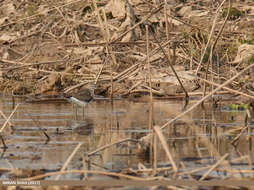 Image of Wood Sandpiper