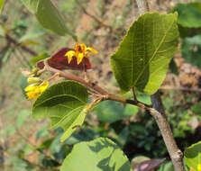 Image of Grewia tiliifolia Vahl